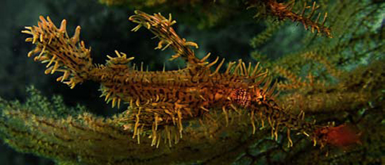 Underwater photographer James Wong, pipefish