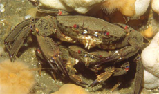 Crab Stack