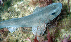 Dogfish