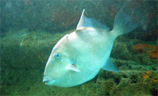 Grey Triggerfish