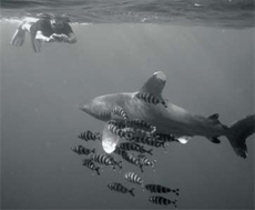 Oceanic Whitetip