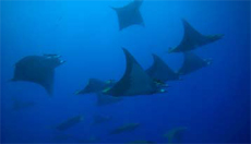 Atlantic Manta Mobulae