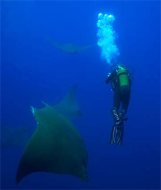Atlantic Manta Mobulae plus Brad