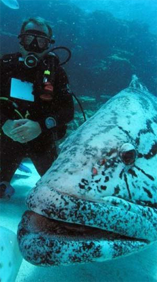 Non-Celebrity Diver Non-Celebrity Diver