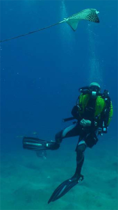 Non-Celebrity Diver Non-Celebrity Diver
