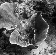 Coral