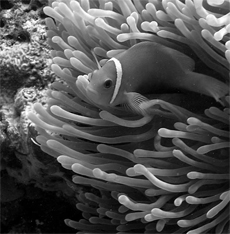Clownfish