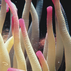 Underwater photographer Terry Arpino, anemone detail