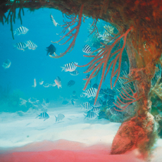 Underwater photographer Terry Arpino, lagoon