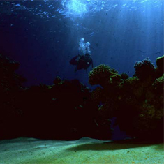 Underwater photographer Terry Arpino, lagoon diver