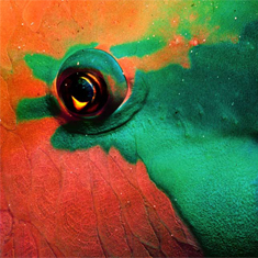 Underwater photographer Terry Arpino, parrotfish detail