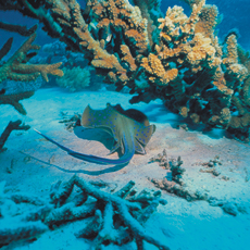 Underwater photographer Terry Arpino, ray