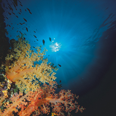 Underwater photographer Terry Arpino, sunlight