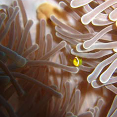 Underwater photographer Rachel Cassidy, tiny anemonefish