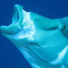 Napoleon Wrasse by Rachel Cassidy