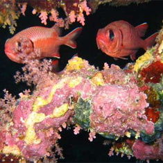 Underwater photographer Rachel Cassidy, red sea fish