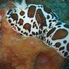 Underwater photographer David Daynes, nudibranch