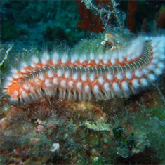 Worm by David Daynes