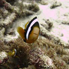 Underwater photographer Andrew Douglas, clownfish