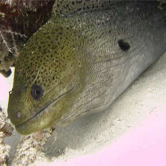 Underwater photographer Andrew Douglas, moray