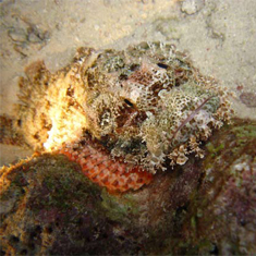 Underwater photographer Andrew Douglas, scorpionfish
