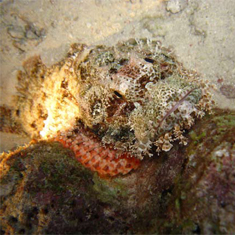 Scorpionfish by Andrew Douglas