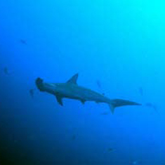 Underwater photographer Brian Gillen, hammerhead shark