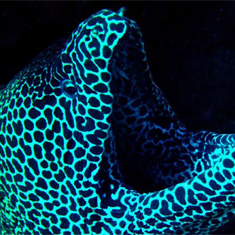 Moray by Brian Gillen