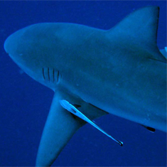 Underwater photographer Brian Gillen, grey reef shark