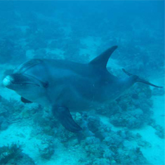 Underwater photographer Ross Harding, dolphin