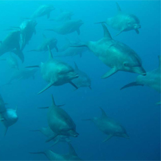 Underwater photographer Ross Harding, dolphins
