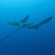 Underwater photographer Ross Harding, eagle rays