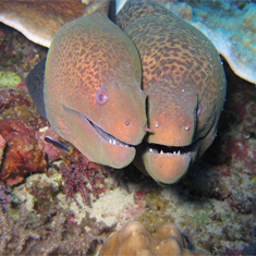 Prize-winning moray eels by Ross Harding