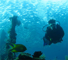 Non-Celebrity Diver Non-Celebrity Diver