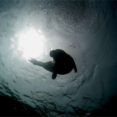 Seal by Will Appleyard