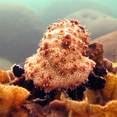 Underwater photographer Jon Chamberlain, cucumber