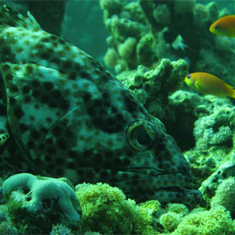 Underwater photographer Jon Chamberlain, wrasse