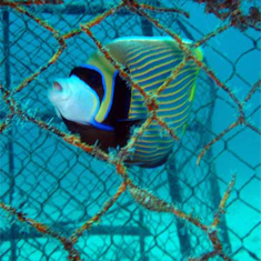 Underwater photographer Paul Hamilton, angelfish