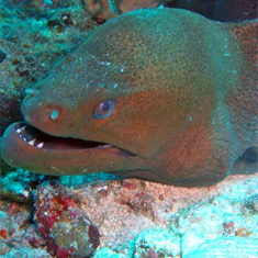 Underwater photographer Paul Hamilton, moray