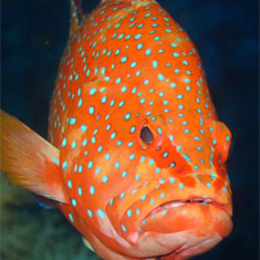 Wrasse by Paul Hamilton