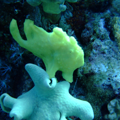 Underwater photographer Sam Lucas, frogfish