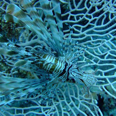 Lionfish by Sam Lucas