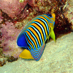 Underwater photographer Guy Rayment, angelfish