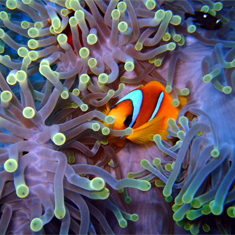 Underwater photographer Guy Rayment, clownfish