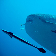 Prize-winning whale shark by Helen Staton