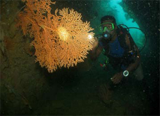 Diver Plus Fan