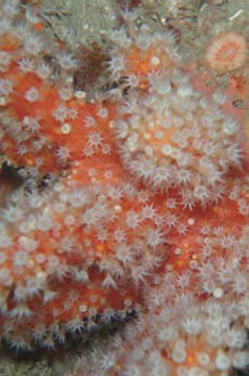 Soft Coral