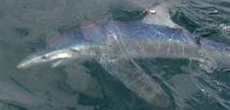 Water containing shark