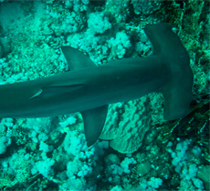 Hammerhead, by Ken Fanson