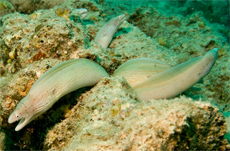 White Morays, by Ken Fanson